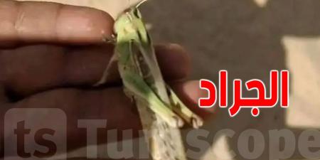 وزارة الفلاحة تصدر بلاغا حول الجراد الصحراوي