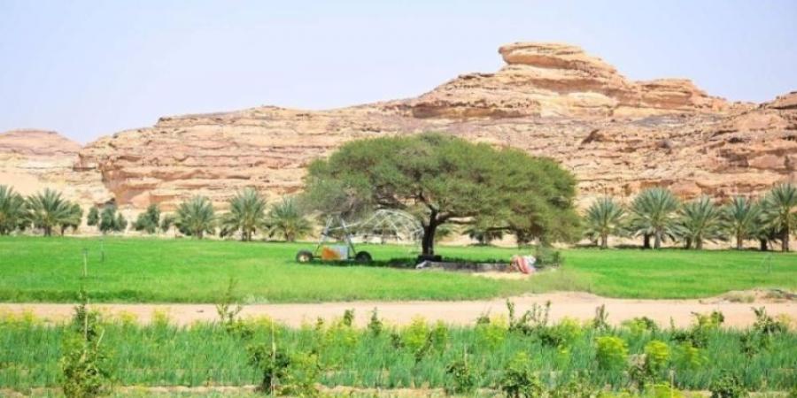 المحاصيل الزراعية في العُلا.. تنوّع يثري موائد شهر رمضان